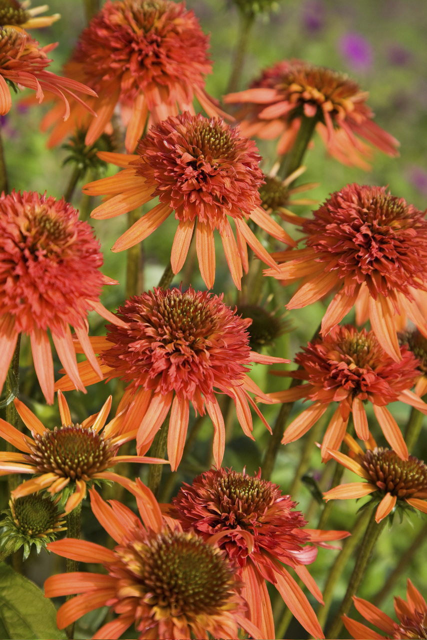 Echinacea purpurea 'Irresistible'